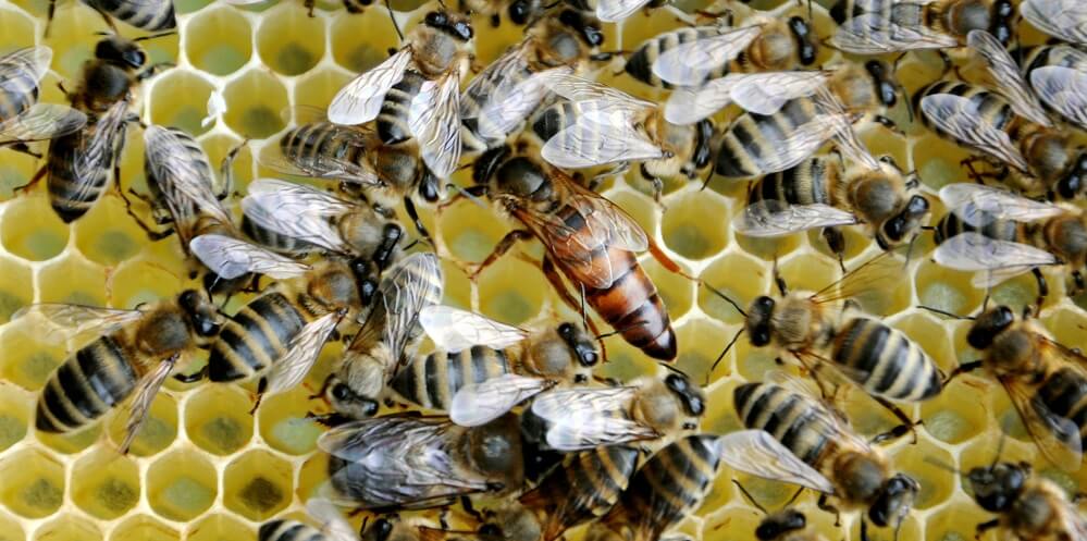 Queen honeybee amongst worker bees