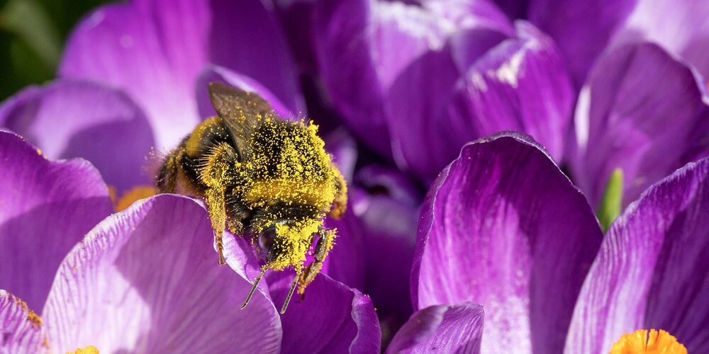 bumblebee eating nectar while covered in pollen
