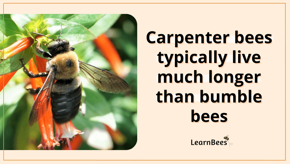 carpenter bee vs bumble bee