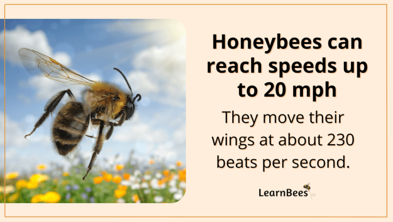 How Fast Can a Bee Fly? - LearnBees