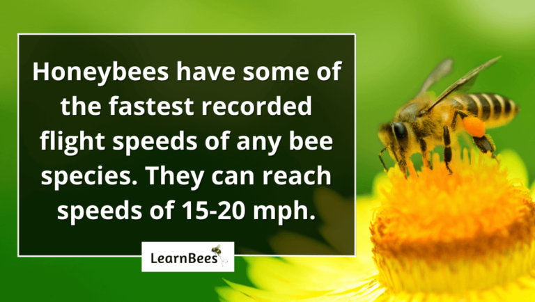 How Fast Can a Bee Fly? - LearnBees