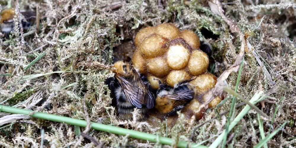 Bumblebee nest