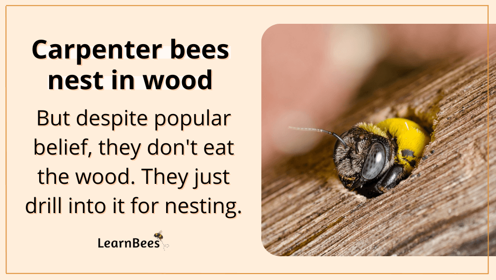 carpenter bee vs bumble bee