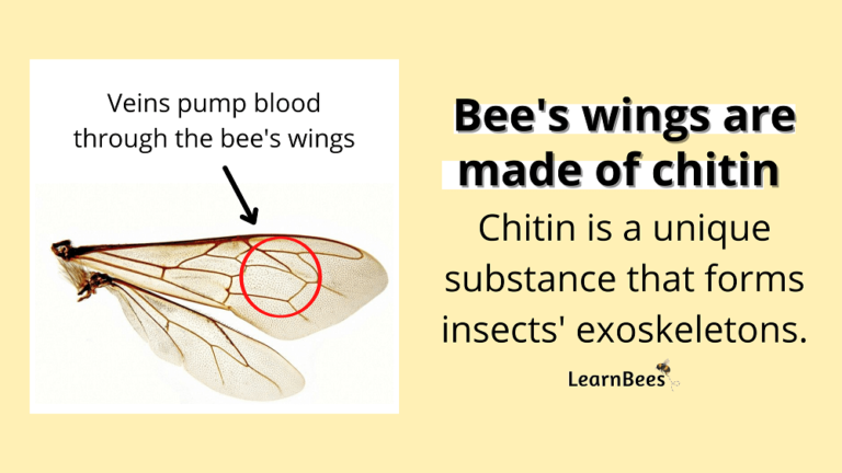 how-many-wings-does-a-bee-have-learnbees