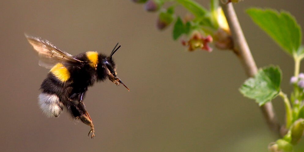 bumblebee flying through air