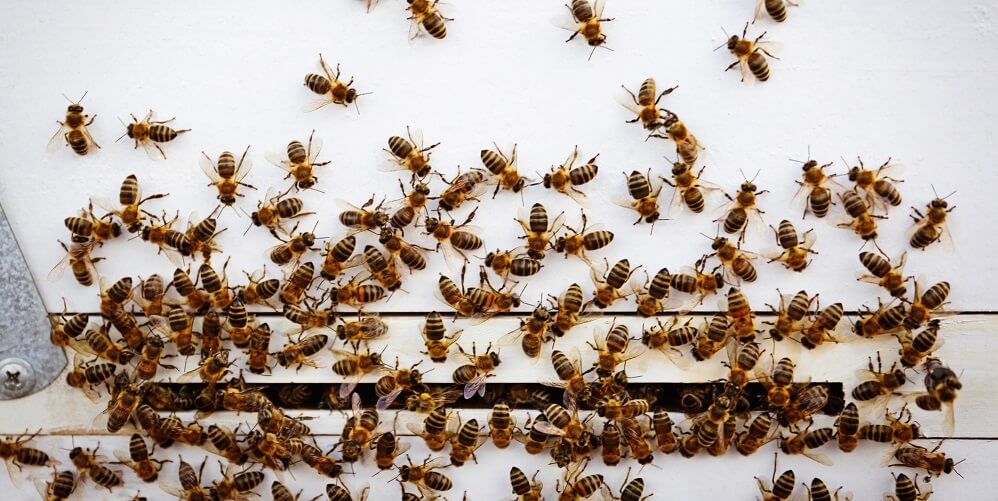 worker bees entering hive
