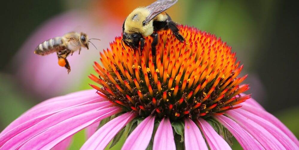 worker bumblebee and worker honeybee