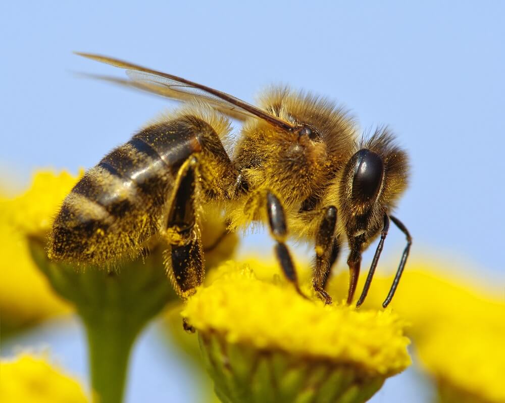 up close of female worker bees