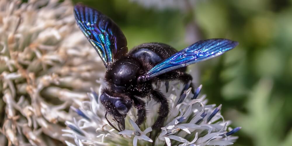 carpenter bee wings
