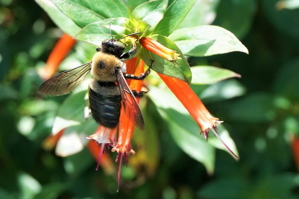 carpenter bees pollinating flowers