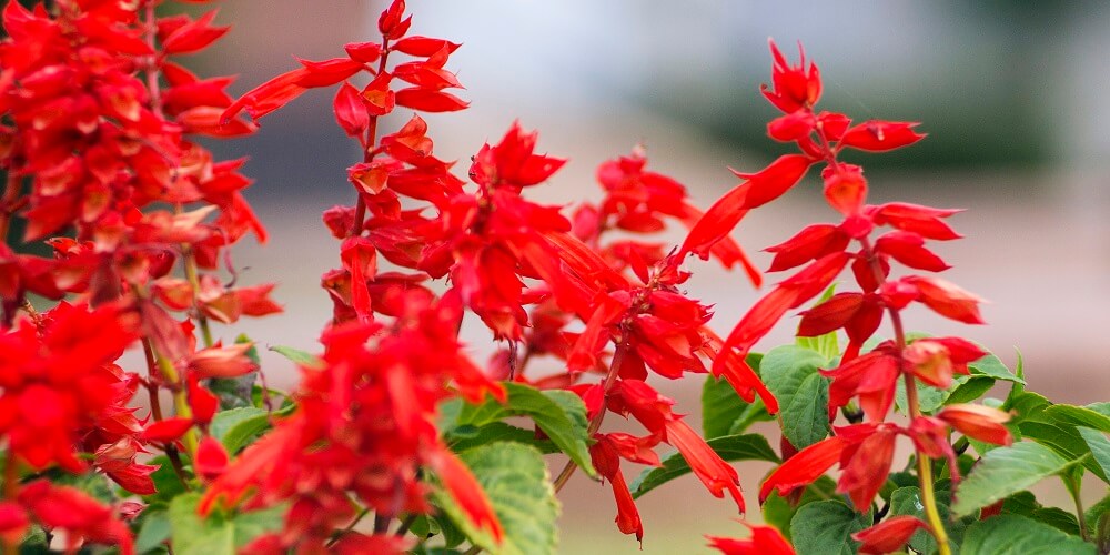 red salvia plant that attracts carpenter bees