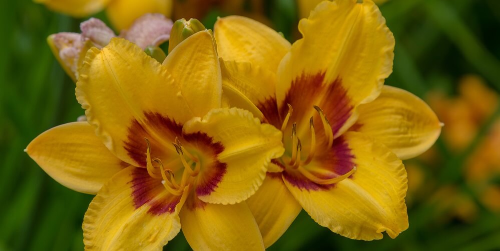 daylilies that attract carpenter bees