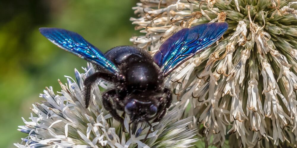 A species of carpenter bee pollinating flower