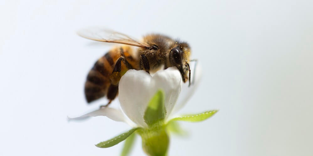 honeybee on white flower