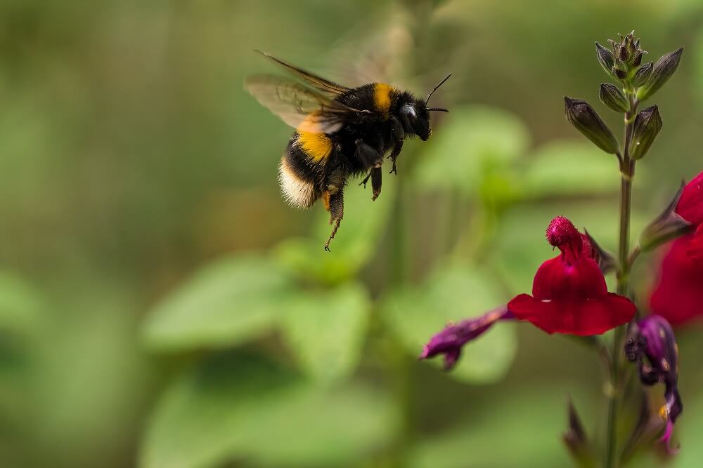 How fast can a bee fly?