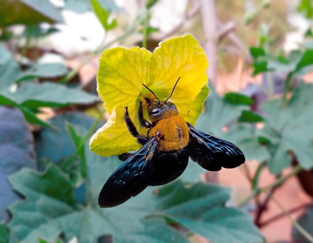 carpenter bee pollinating yellow flower