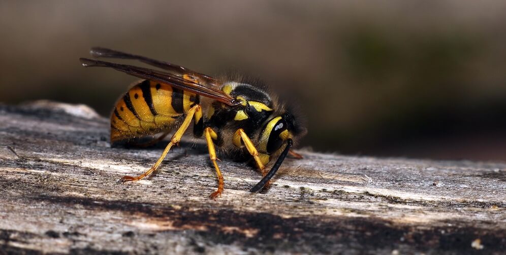 yellow jacket wasp sitting on branch