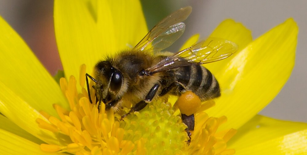 Honeybee pollinating yellow flower