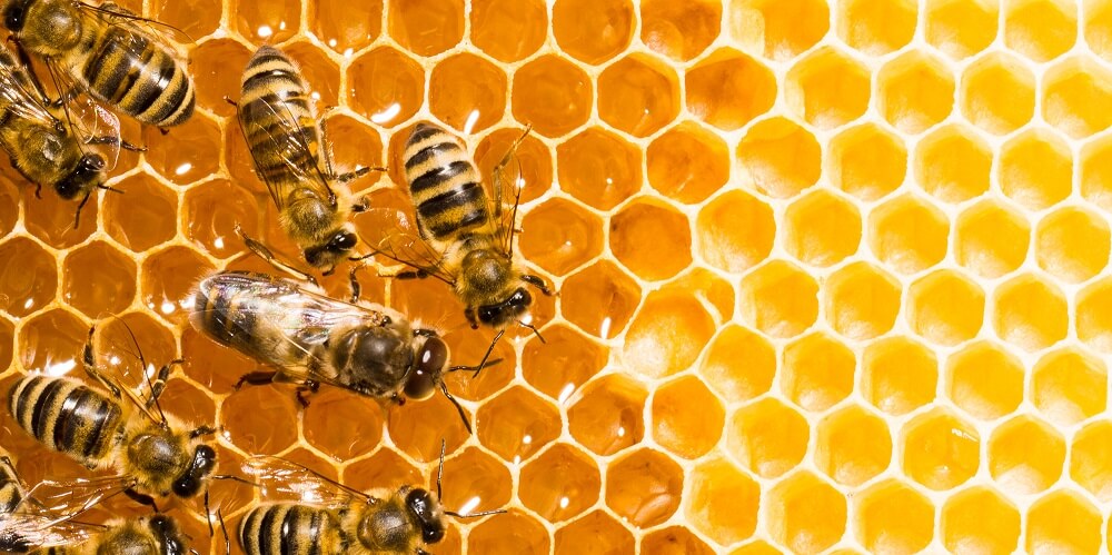 Honeybees working on honeycomb