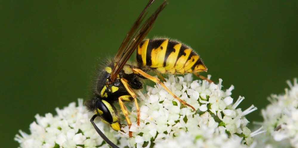 Wasp on white flowers