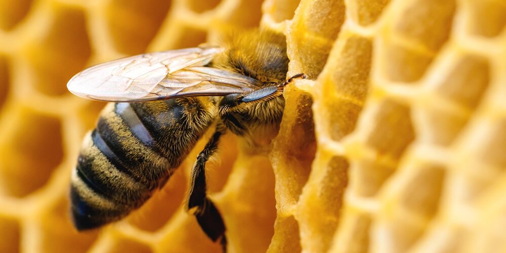 Honeybee inside comb