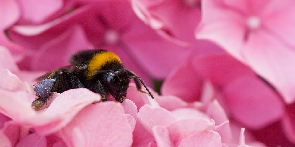 Bumblebee resting on flower