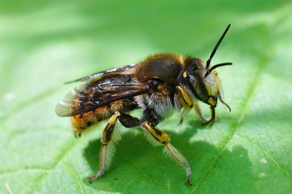 wool carder bee resting on leaf