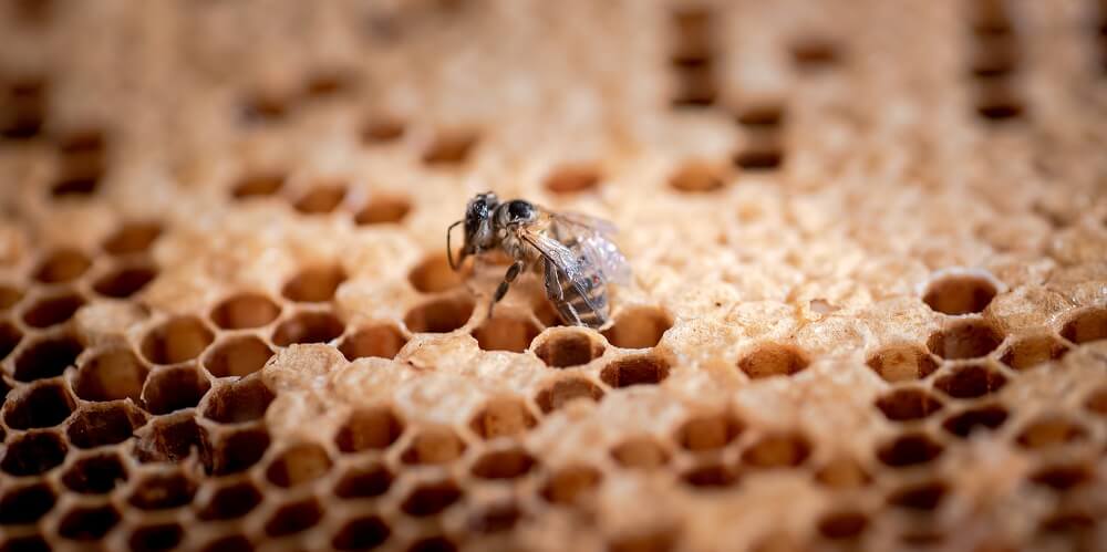 honeybee inside cell of comb