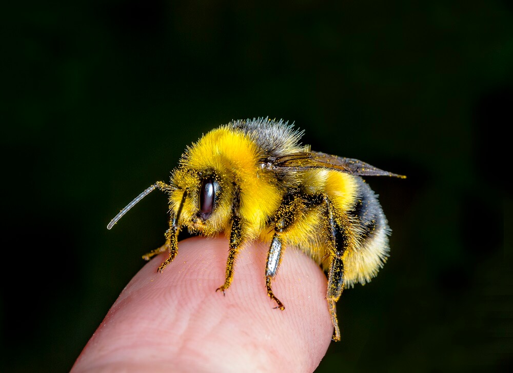 bumble bee on mans finger