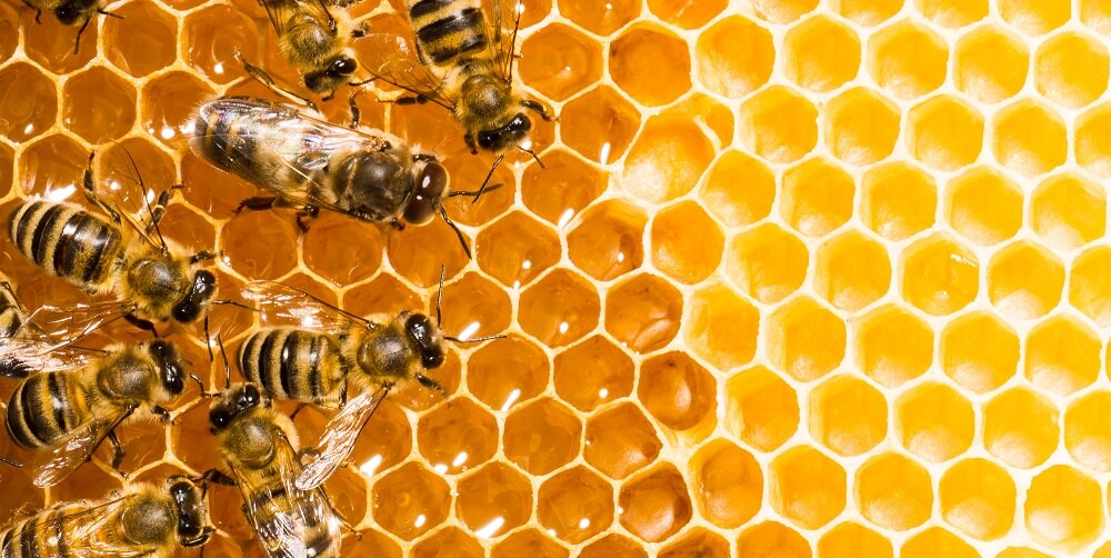 honeybees working on beeswax by putting honey inside honeycomb