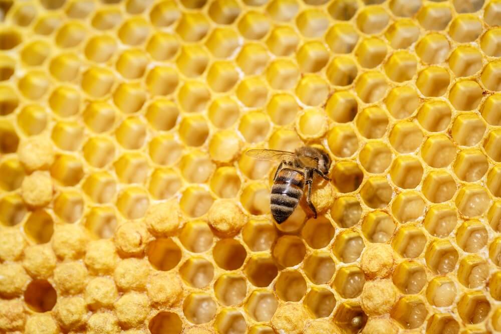Honeybee inspecting beeswax honeycomb