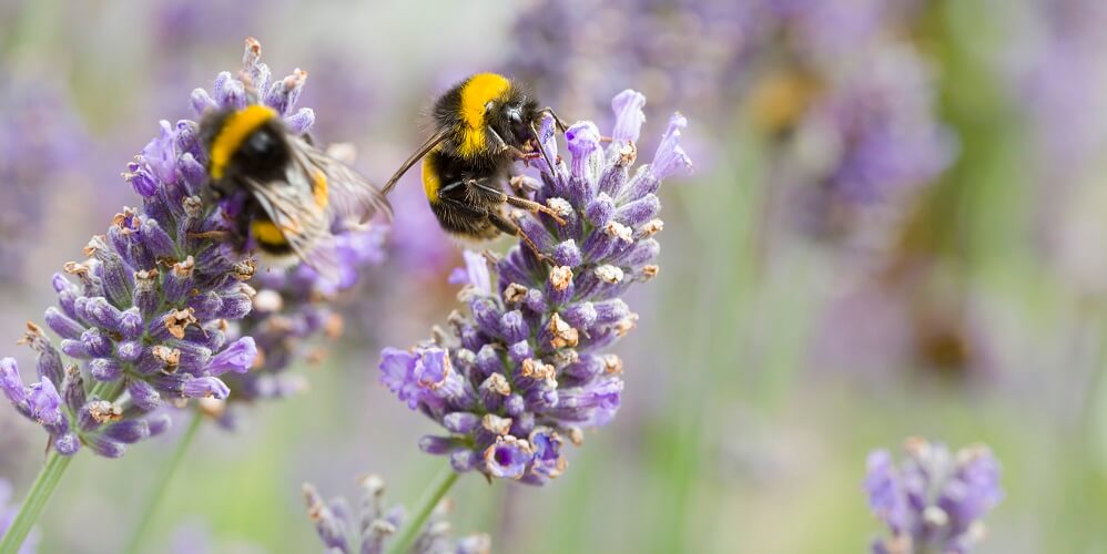 bumblebees on purple flowers
