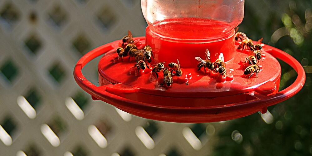 honeybees on hummingbird feeder