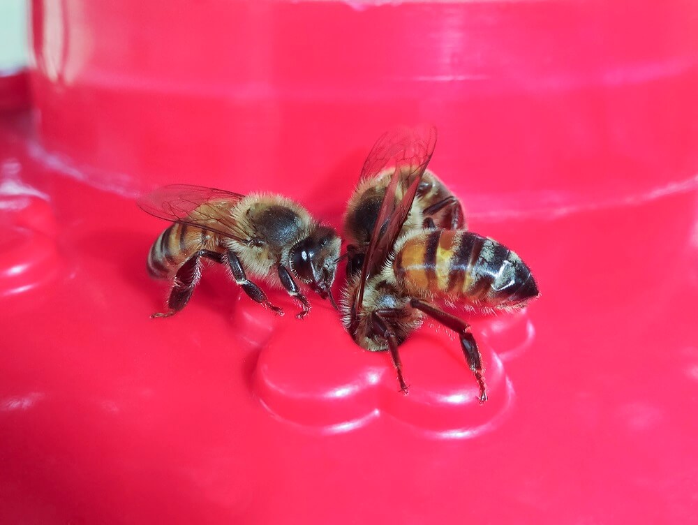 honeybees on hummingbird feeders