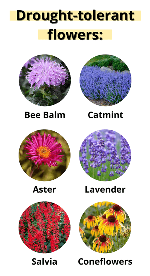 drought tolerant flowers to keep bees away from hummingbird feeders