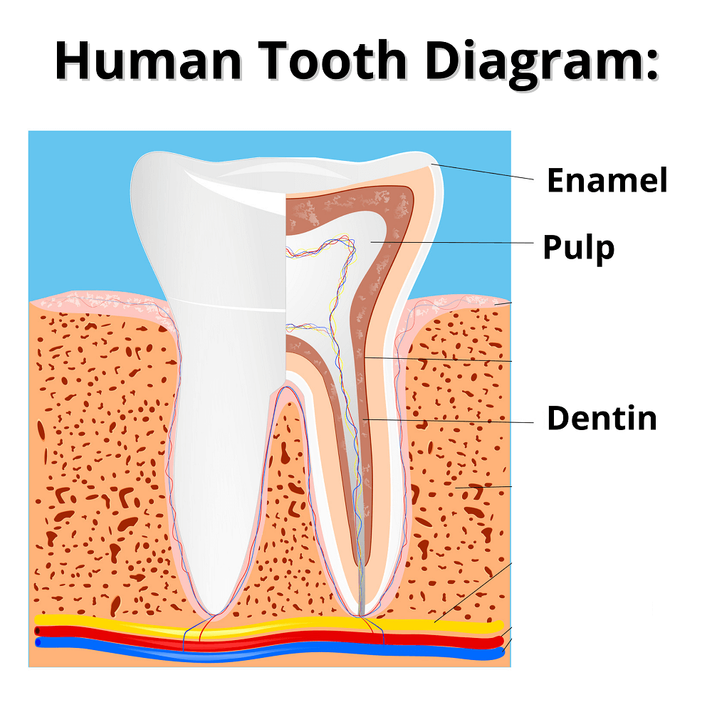 Human tooth diagram 