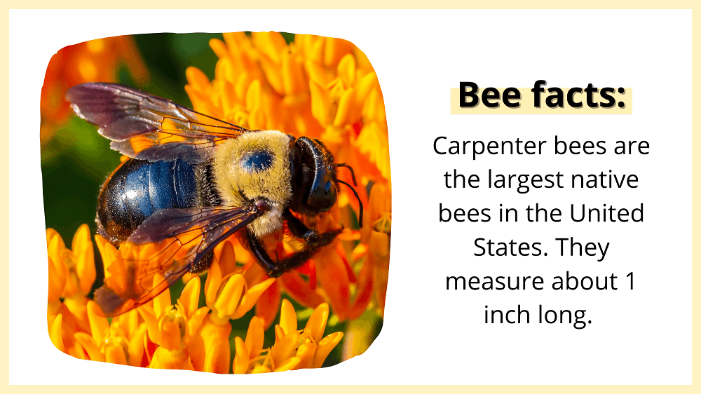 carpenter bee facts