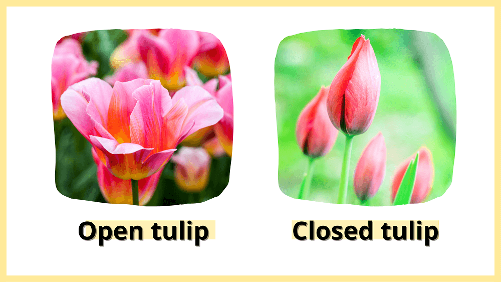 open tulip vs. closed tulip