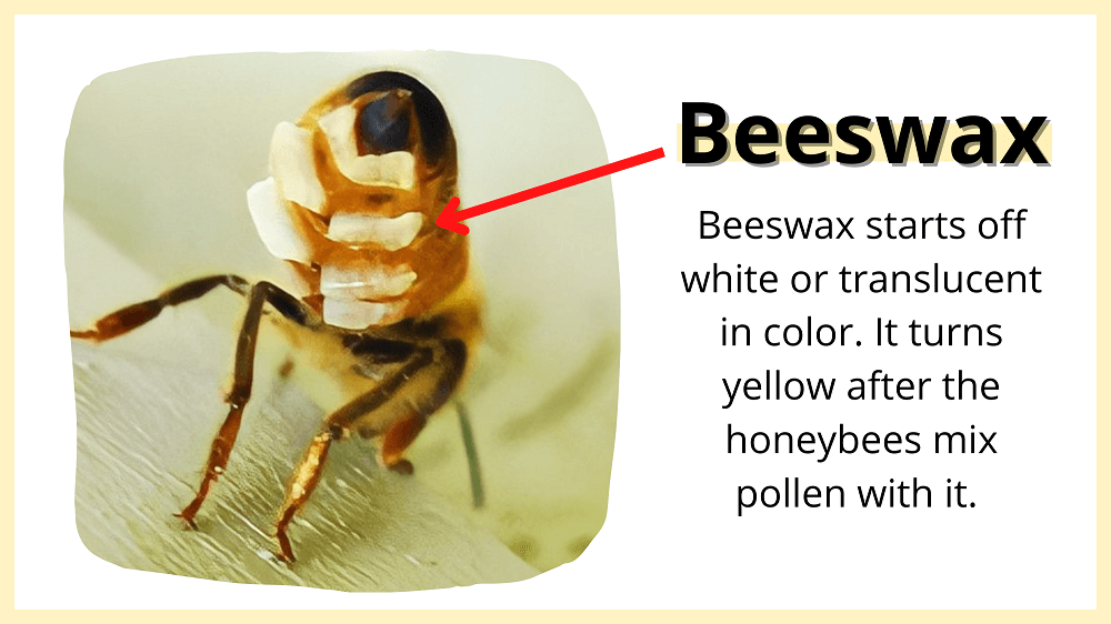 Honeybee making beeswax