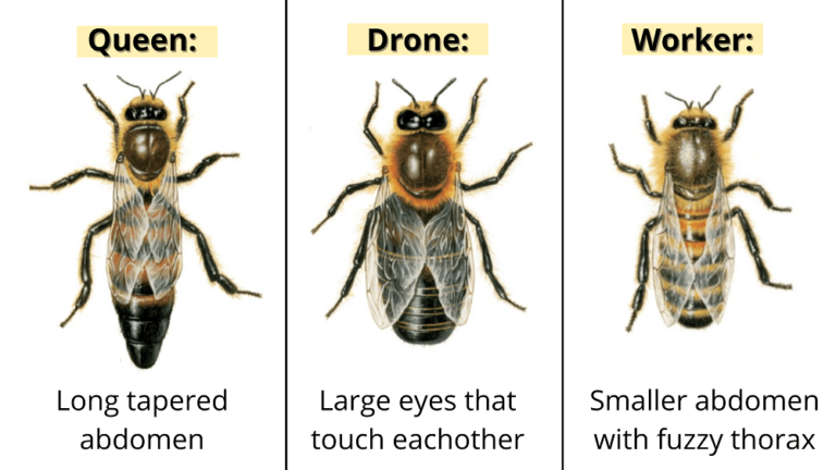 How to Find a Queen Bee: What Does a Queen Bee Look Like? - LearnBees