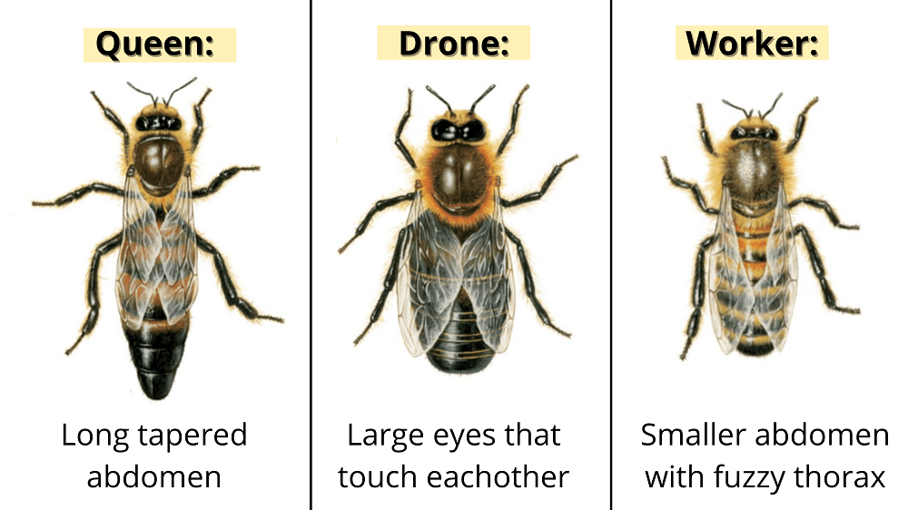 how a queen bee looks vs. other bees