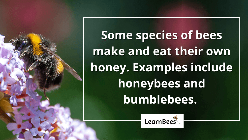 do bees eat honey?