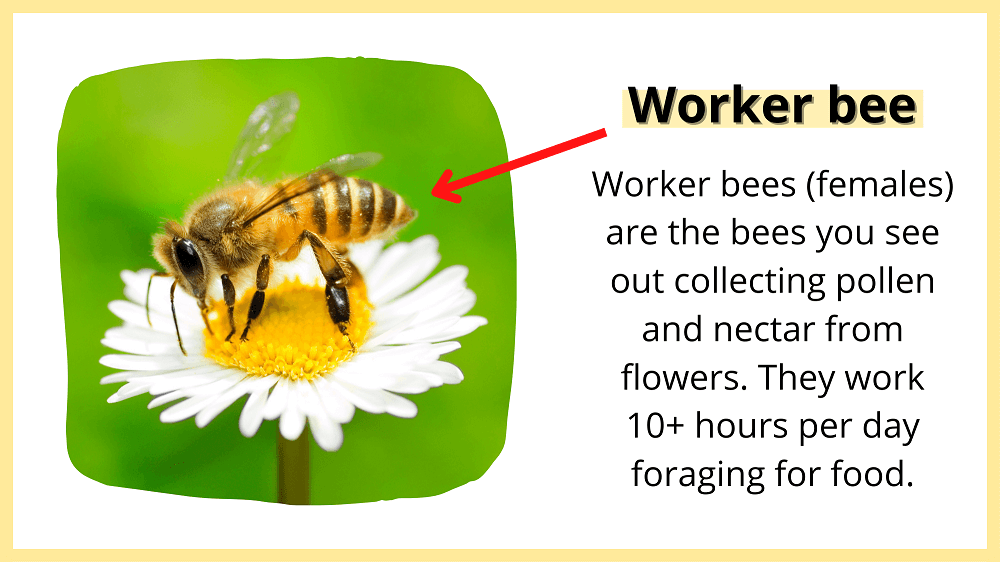 worker bee fact sheet