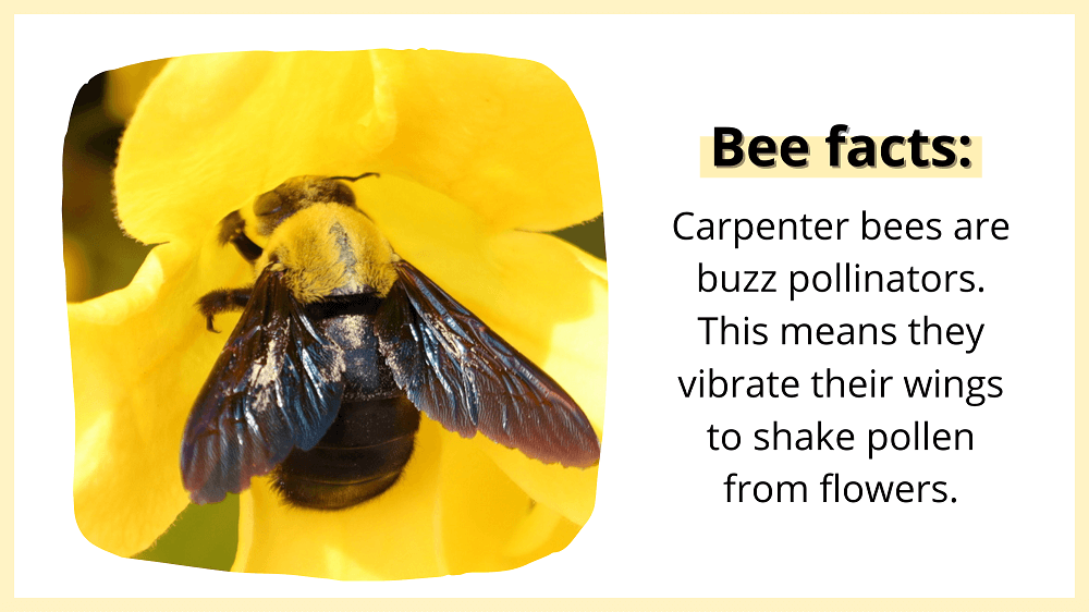 carpenter bee pollinator facts