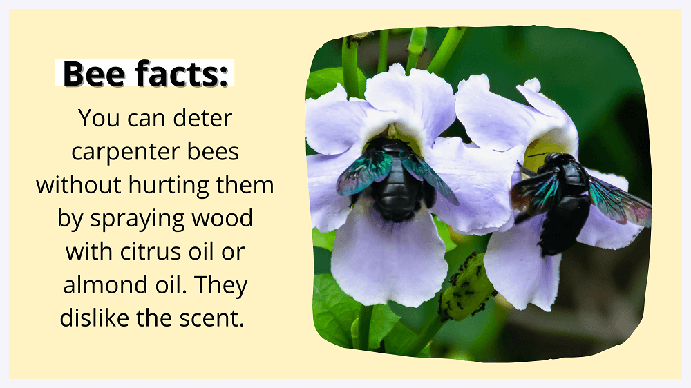 carpenter bees facts