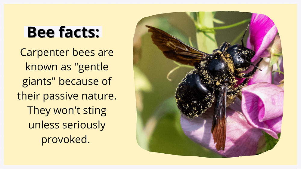 carpenter bee facts