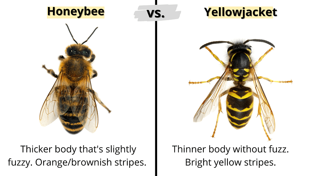 wasps vs honey bees