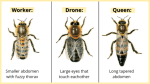 Are Worker Bees Male or Female? - LearnBees