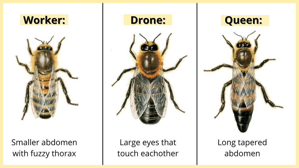 worker bees vs. drone bees vs. queen bee