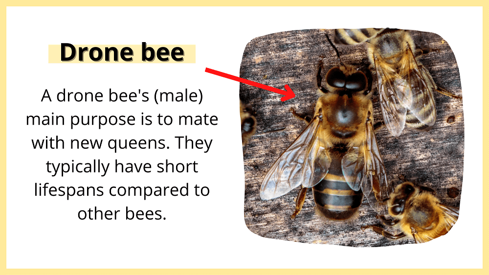 drone bee fact sheet